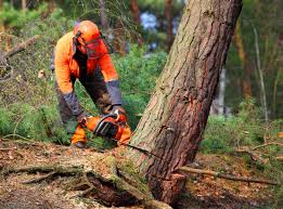 Best Lot and Land Clearing  in Lliams Bay, WI