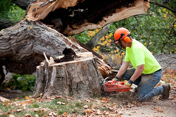 Best Tree Maintenance Programs  in Lliams Bay, WI