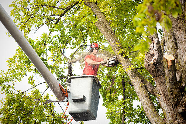 Reliable Williams Bay, WI Tree Services Solutions